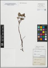 Foto von Salix repens L.